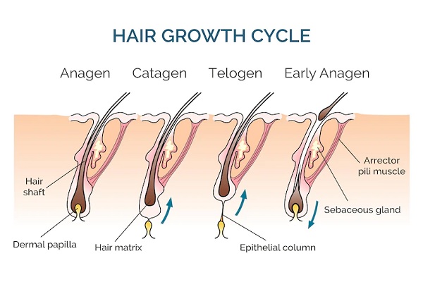 Hair Growth Phases - MyCapil ✔️