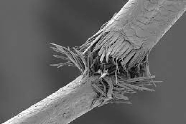 1 Trichoclasia